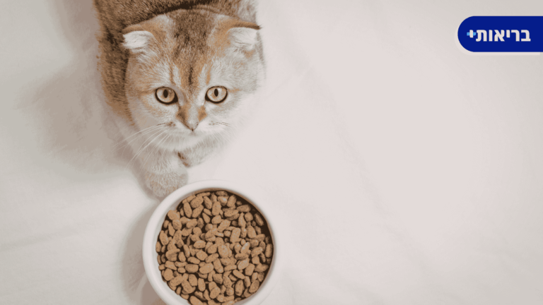 אוכל לחתול מבוגר