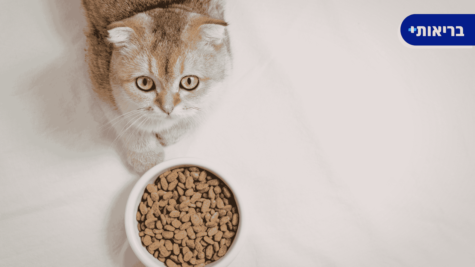 אוכל לחתול מבוגר