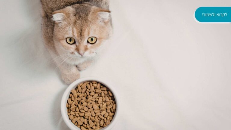 מזון לחתולים