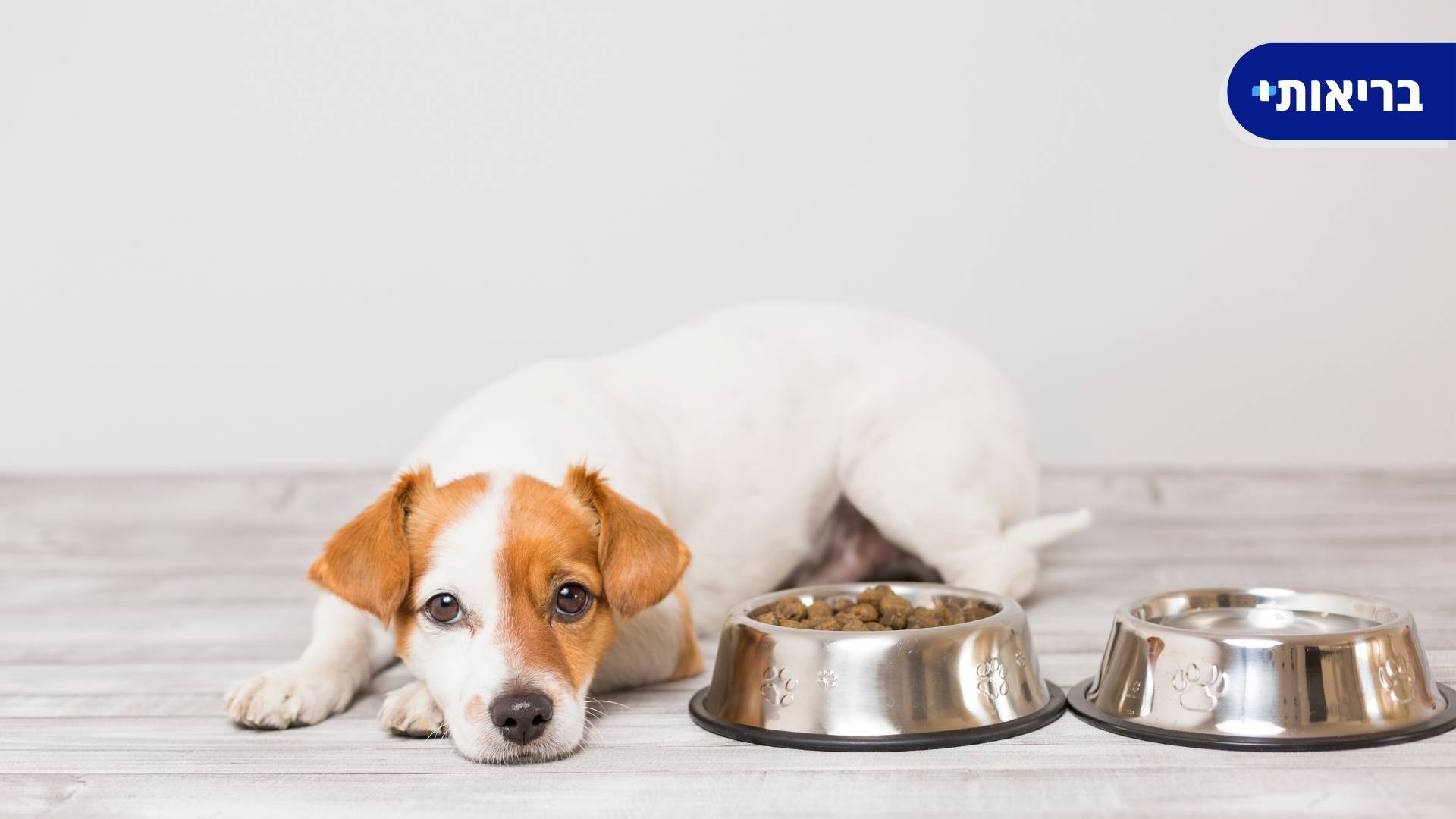 אוכל לכלבים